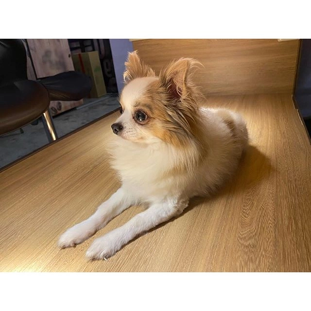 Twice ツウィが愛犬 グッチとの別れを告白